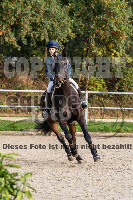 Goldene Schärpe 2020 - Pferde