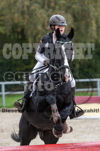 Goldene Schärpe 2020 - Pferde