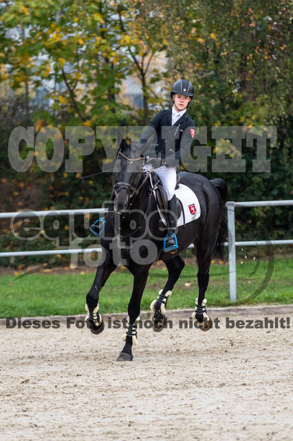 Goldene Schärpe 2020 - Pferde