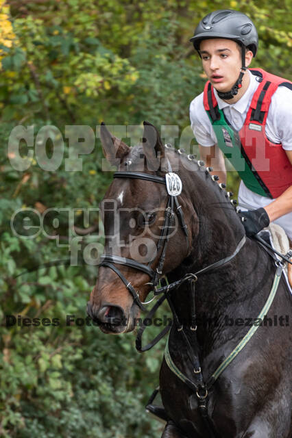 Goldene Schärpe 2020 - Pferde