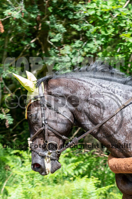 Westerstede Horse Trials 2021