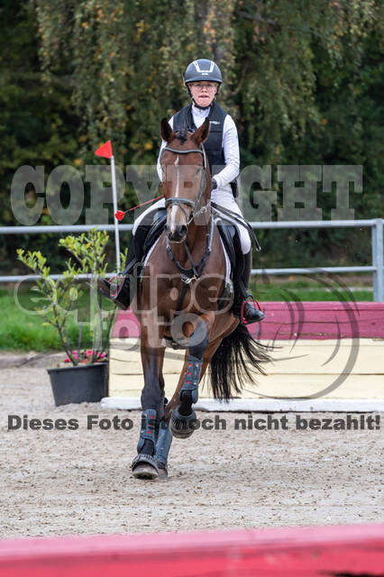 Goldene Schärpe 2020 - Pferde