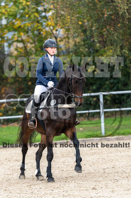 Goldene Schärpe 2020 - Pferde