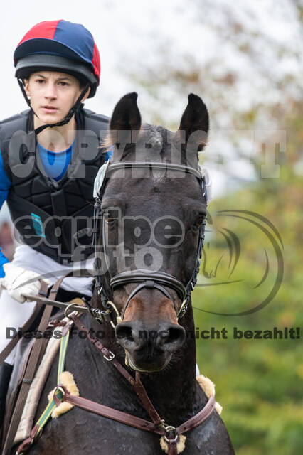 Goldene Schärpe 2020 - Pferde