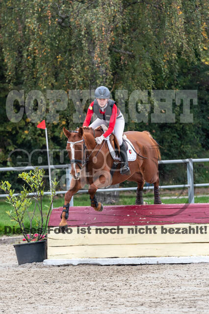 Goldene Schärpe 2020 - Pferde