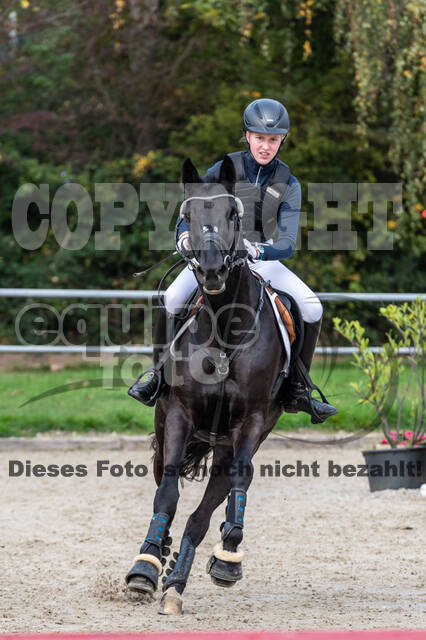 Goldene Schärpe 2020 - Pferde