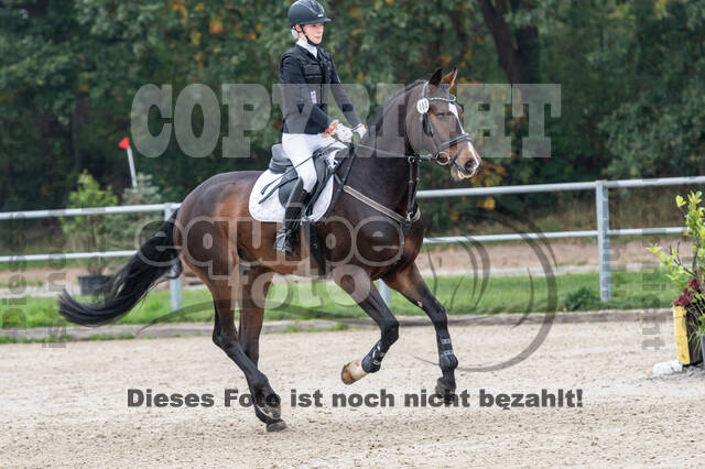 Goldene Schärpe 2020 - Pferde