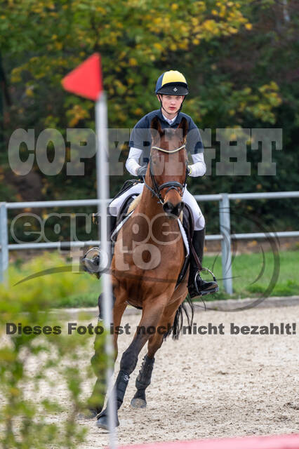 Goldene Schärpe 2020 - Pferde