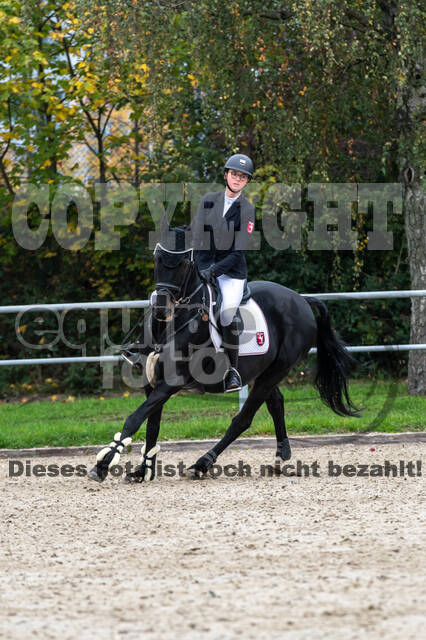 Goldene Schärpe 2020 - Pferde