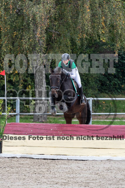 Goldene Schärpe 2020 - Pferde