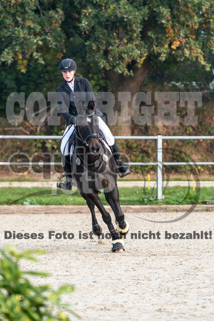 Goldene Schärpe 2020 - Pferde