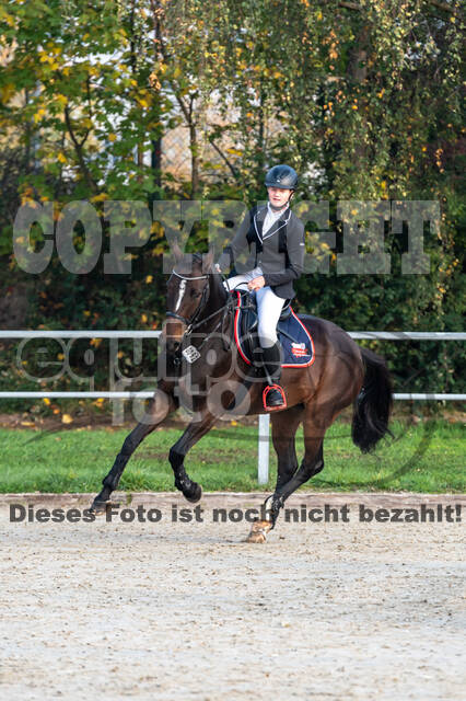 Goldene Schärpe 2020 - Pferde