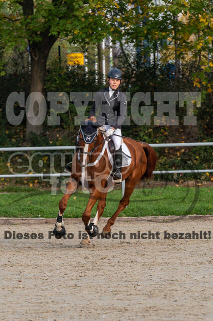 Goldene Schärpe 2020 - Pferde