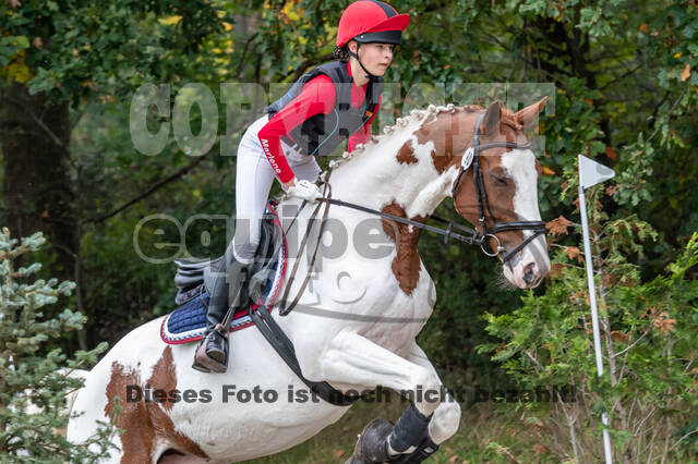 Goldene Schärpe 2020 - Pferde