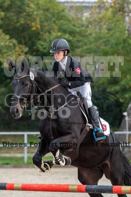 Goldene Schärpe 2020 - Pferde