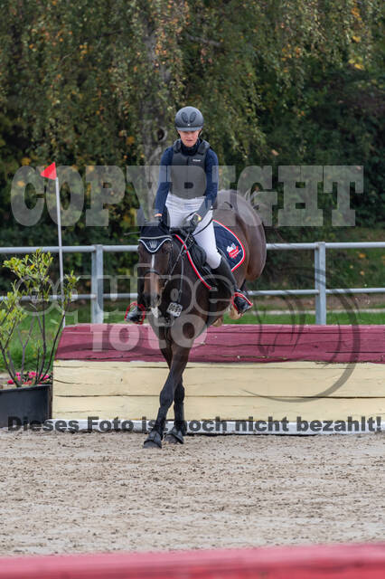 Goldene Schärpe 2020 - Pferde