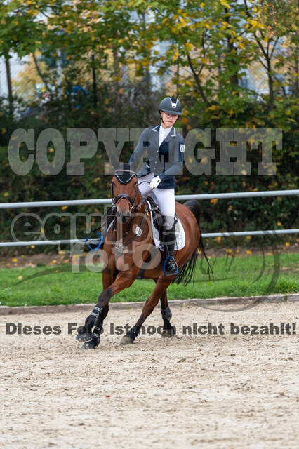 Goldene Schärpe 2020 - Pferde