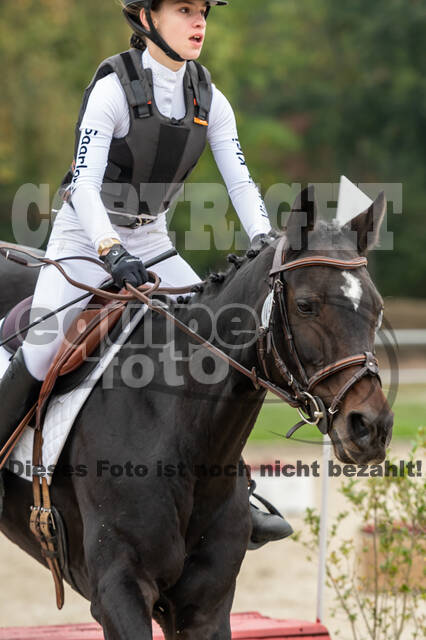 Goldene Schärpe 2020 - Pferde