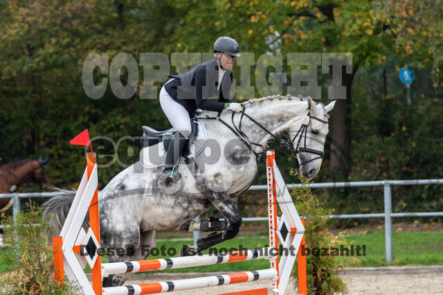 Goldene Schärpe 2020 - Pferde