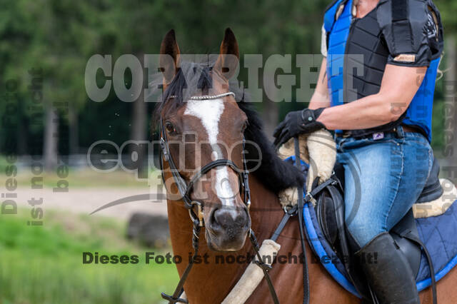 Hunter Geländetraining 10.07.2021 (Sonsbeck)