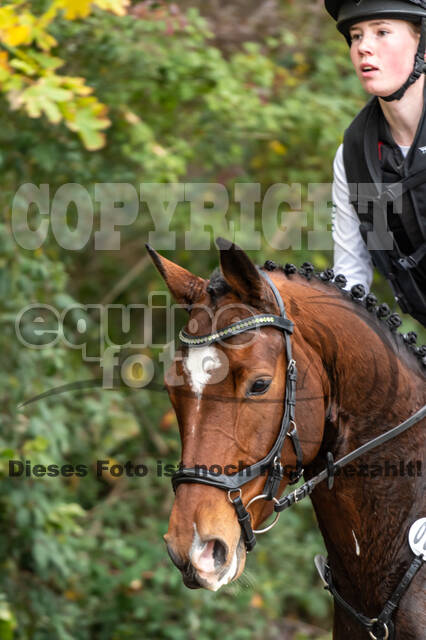 Goldene Schärpe 2020 - Pferde