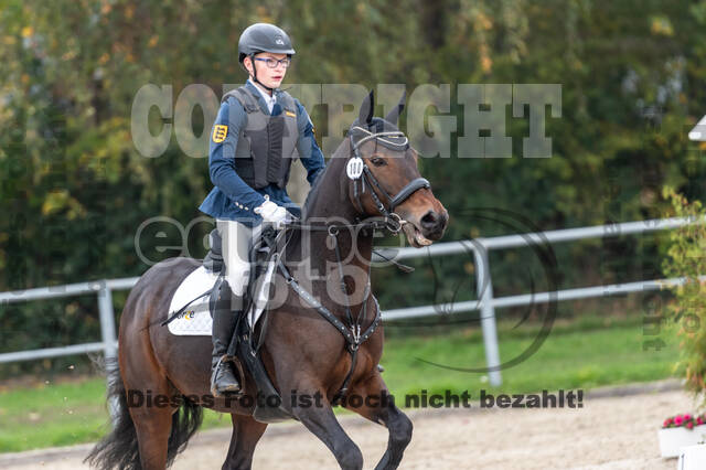 Goldene Schärpe 2020 - Pferde