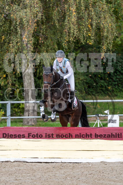 Goldene Schärpe 2020 - Pferde