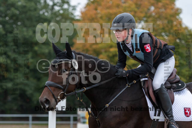 Goldene Schärpe 2020 - Pferde