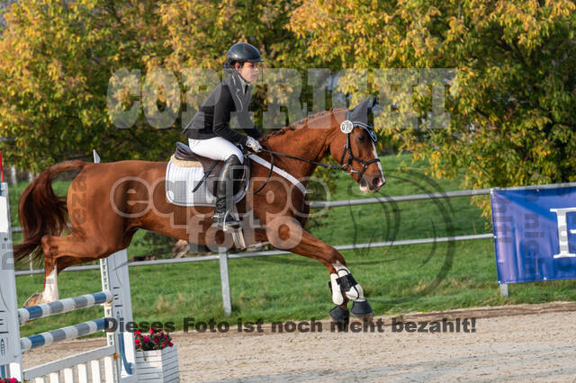 Goldene Schärpe 2020 - Pferde