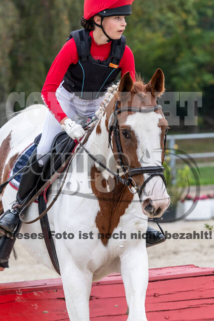 Goldene Schärpe 2020 - Pferde