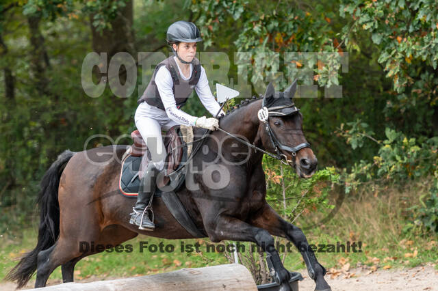 Goldene Schärpe 2020 - Pferde