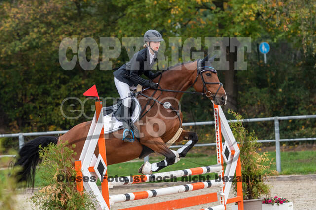 Goldene Schärpe 2020 - Pferde