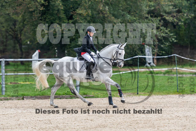 Goldene Schärpe 2020 - Pferde