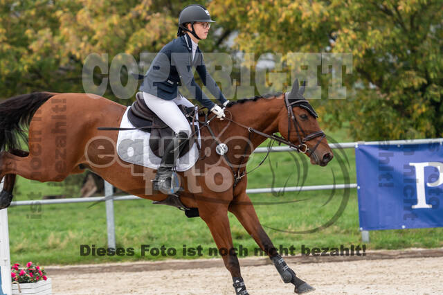 Goldene Schärpe 2020 - Pferde