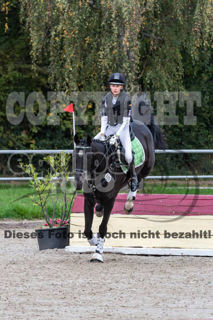 Goldene Schärpe 2020 - Pferde