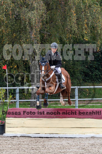 Goldene Schärpe 2020 - Pferde