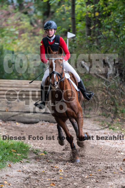 Goldene Schärpe 2020 - Pferde