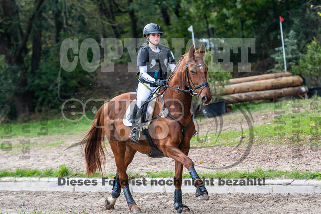 Goldene Schärpe 2020 - Pferde