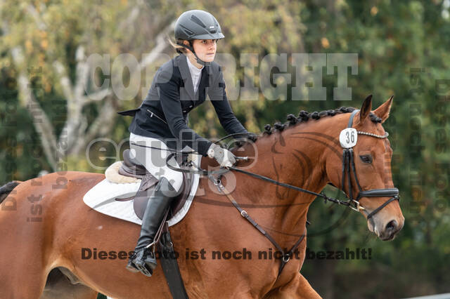 Goldene Schärpe 2020 - Pferde