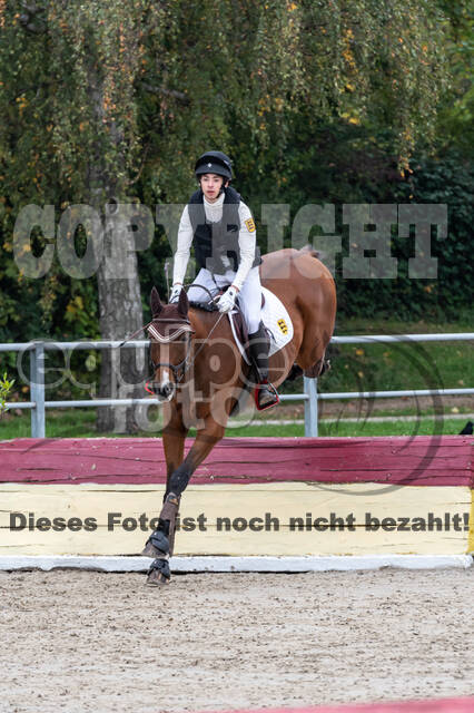 Goldene Schärpe 2020 - Pferde