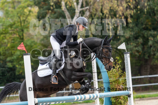 Goldene Schärpe 2020 - Pferde