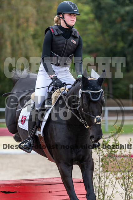 Goldene Schärpe 2020 - Pferde