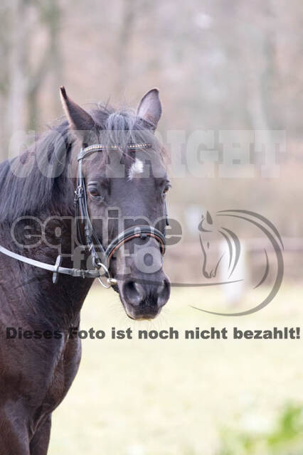 Geländetraining RSV St. Hubertus Wesel Obrighoven