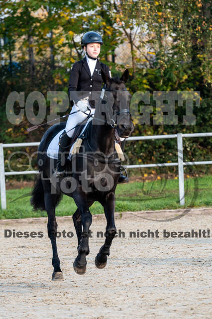 Goldene Schärpe 2020 - Pferde