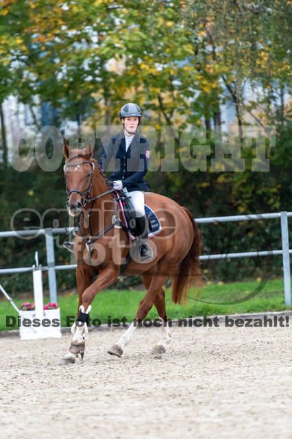 Goldene Schärpe 2020 - Pferde