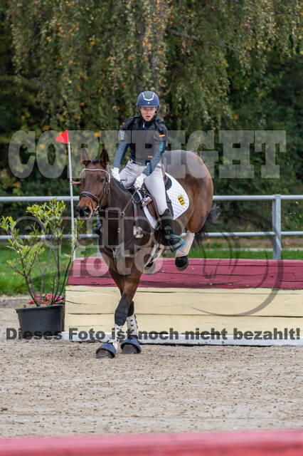 Goldene Schärpe 2020 - Pferde