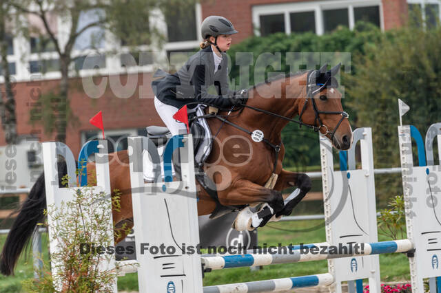 Goldene Schärpe 2020 - Pferde