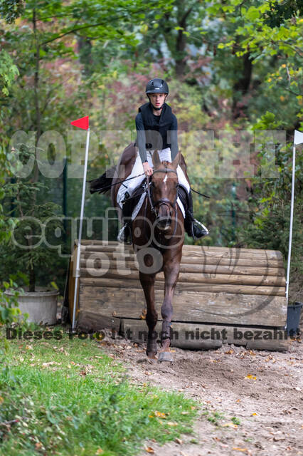 Goldene Schärpe 2020 - Pferde