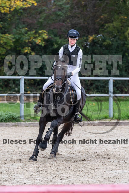 Goldene Schärpe 2020 - Pferde