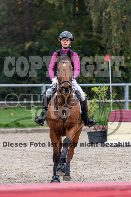 Goldene Schärpe 2020 - Pferde